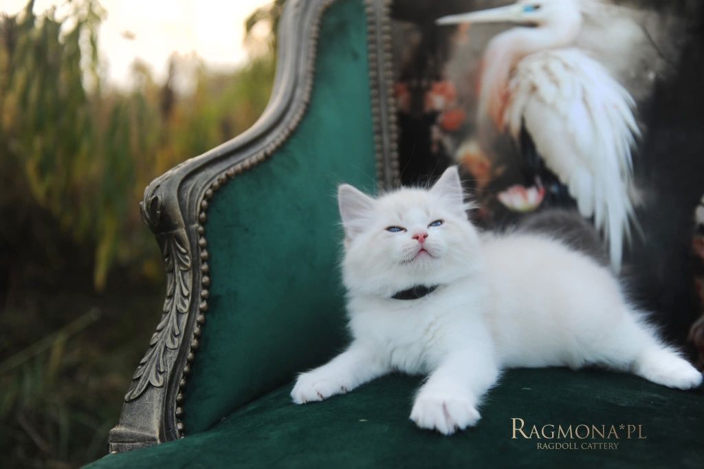 Kocurek ragdoll seal bicolour lynx kociak