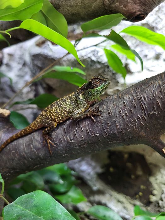 Agama rogata górska (Acanthosaura capra) jaszczurka nie brodata