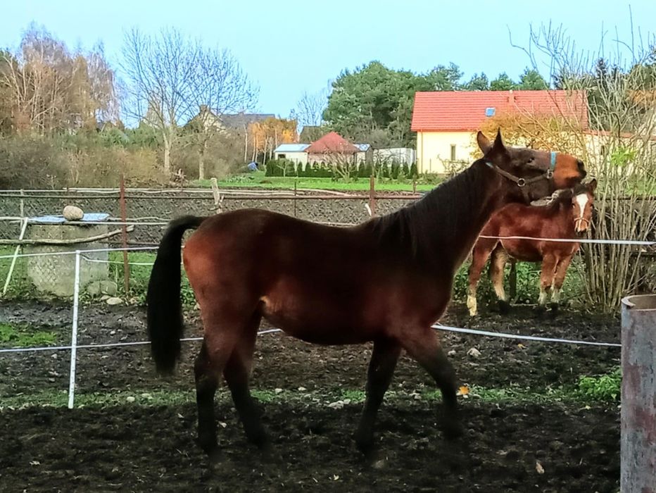 Sprzedam/zamienię klacz koń źrebica 17 miesięcy