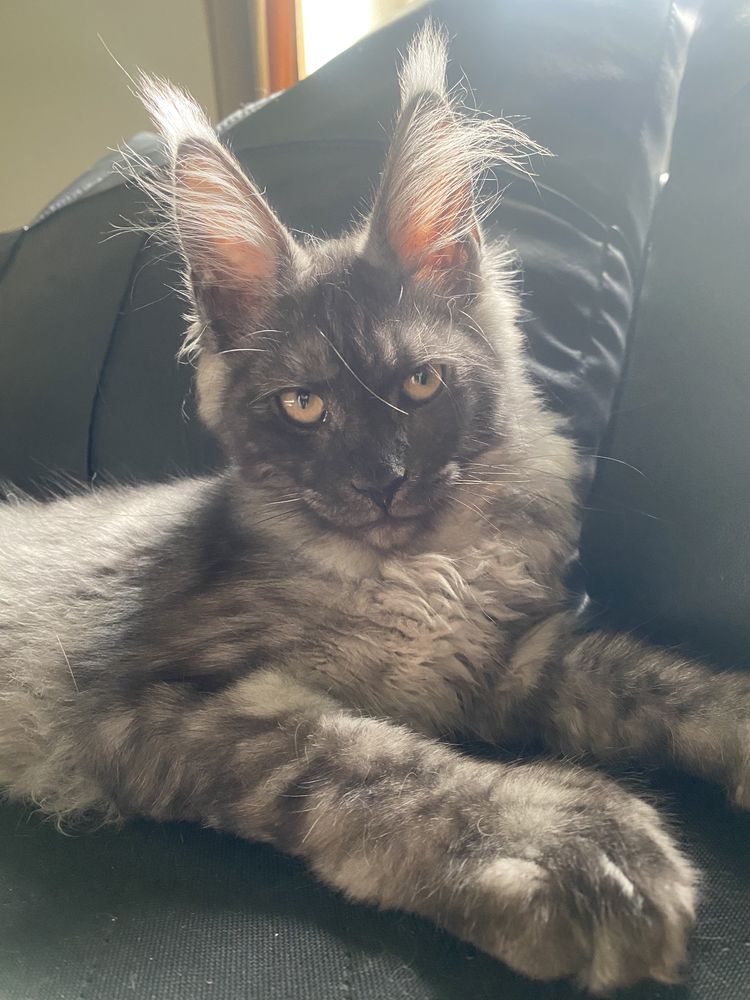 Maine Coon dymna kotka polydaktyl