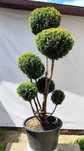 Bonsai Niwaki Cyprysik Lawsona Ellwoodii