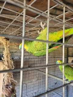 papagaios Amazona