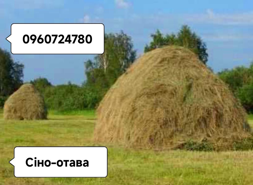 Продам сіно різнотрав'я польове