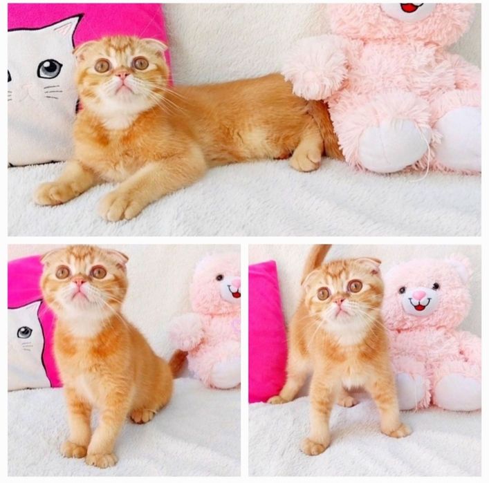 Надзвичайно ніжний хлопчик висловушка