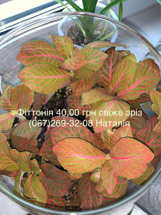 Фіттонія види Фіттонія