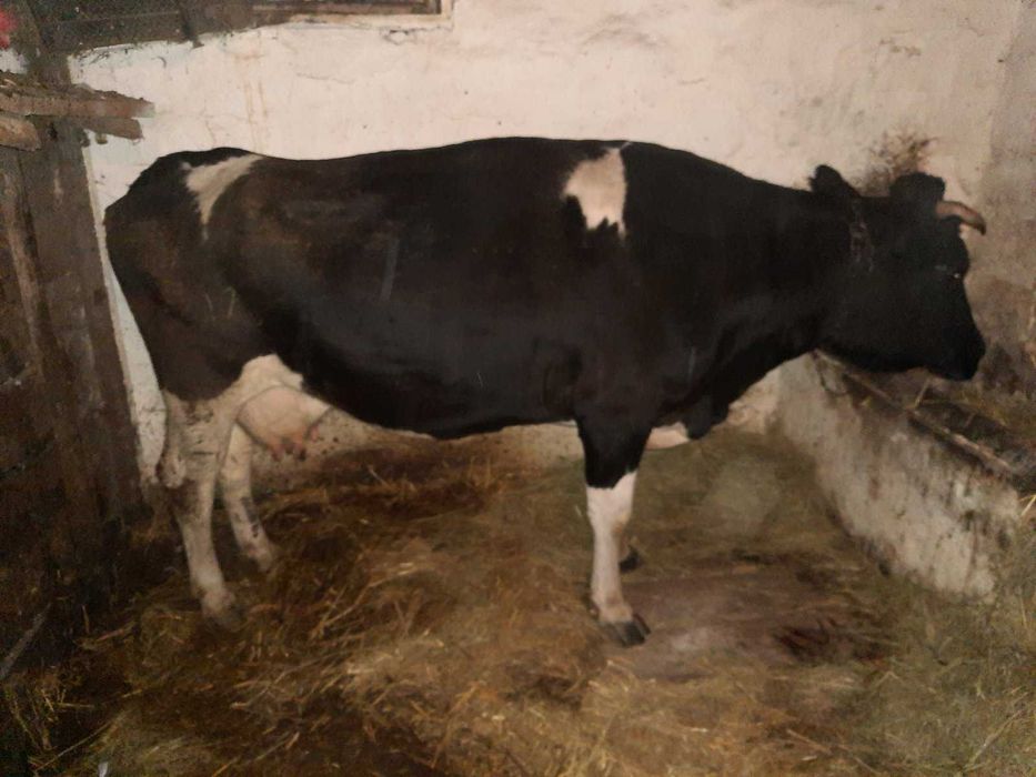 Продам корову на утримання