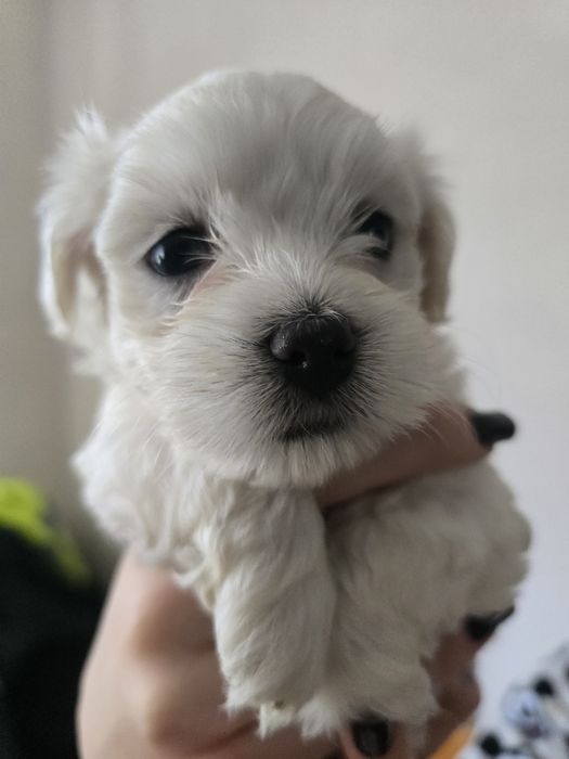 Maltanczyk z rodowodem i chipem