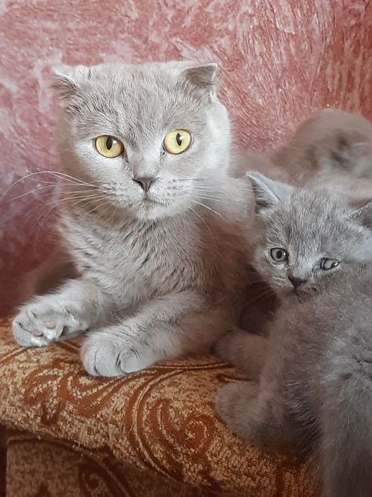 Котята, кошенята, шотландці, висловухі, прямовухі