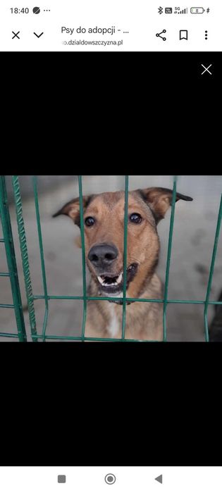 Piętaszek do adopcji!