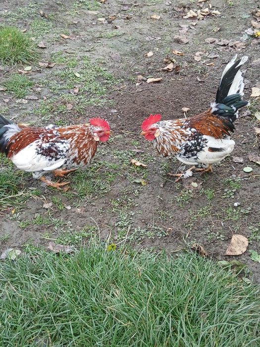 Продам бойових пітухів.