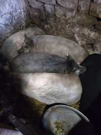 Продам свинки 7месяцев порода вьетнамские
