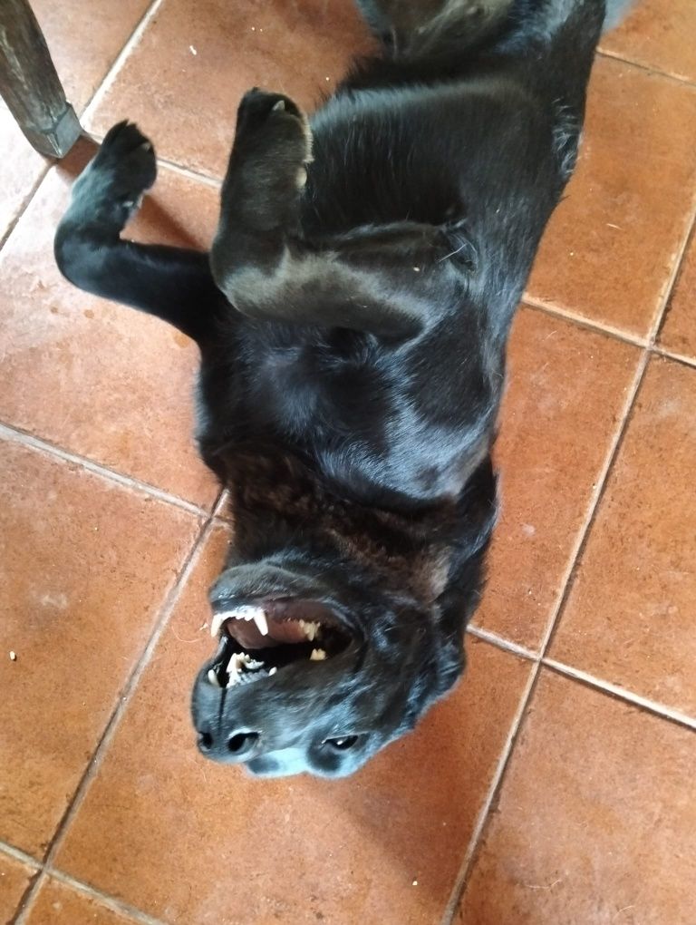 Cadela filha de labradora e serra da estrela