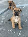 Staffordshire Bull Terrier- dostępny piesek rudy z białym Staffik