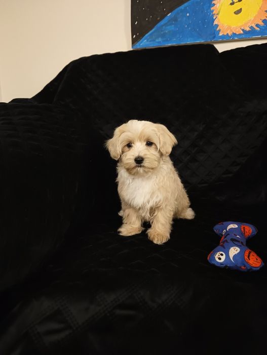Sprzedam szczeniaka maltipoo