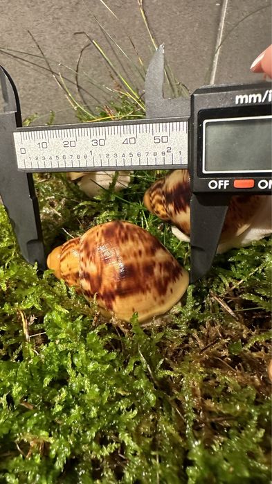 ślimaki afrykańskie Archahatina Marginata Ovum albino body i nominal