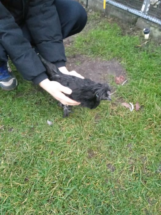 Sprzedam młode koguty mix