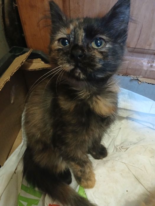 Продам котят британцев