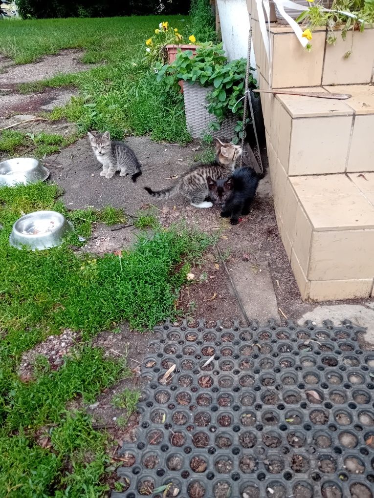 Oddam kotki  w dobre ręce