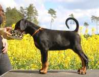 Doberman suczka ZKwP/FCI