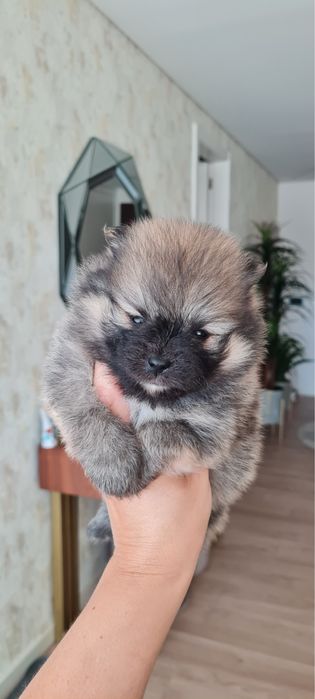 Menino Lulu da Pomerânia mini de Qualidade