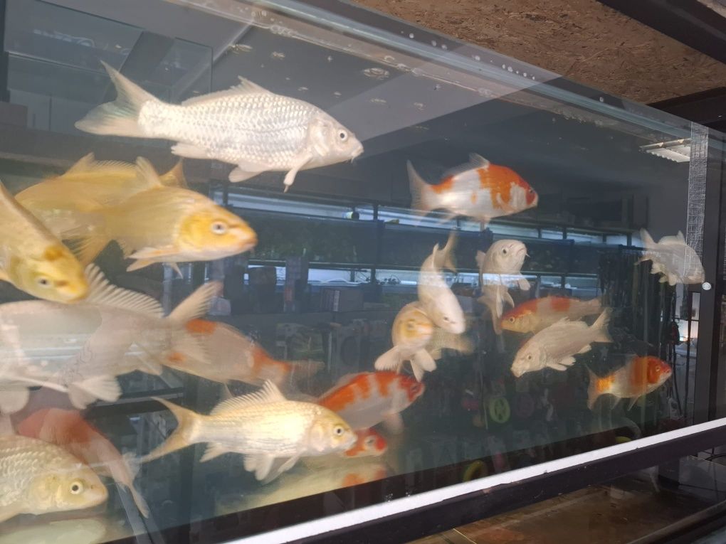 Karpie koi różne kolory  25cm plus
