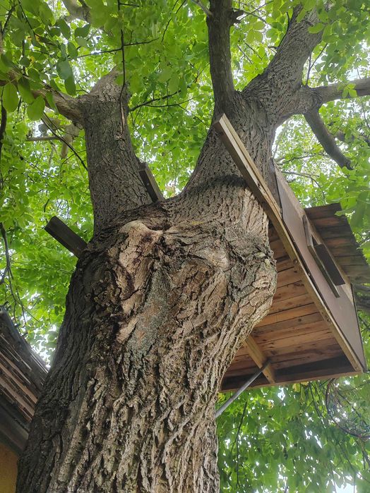 Drzewo orzech włoski bardzo duży