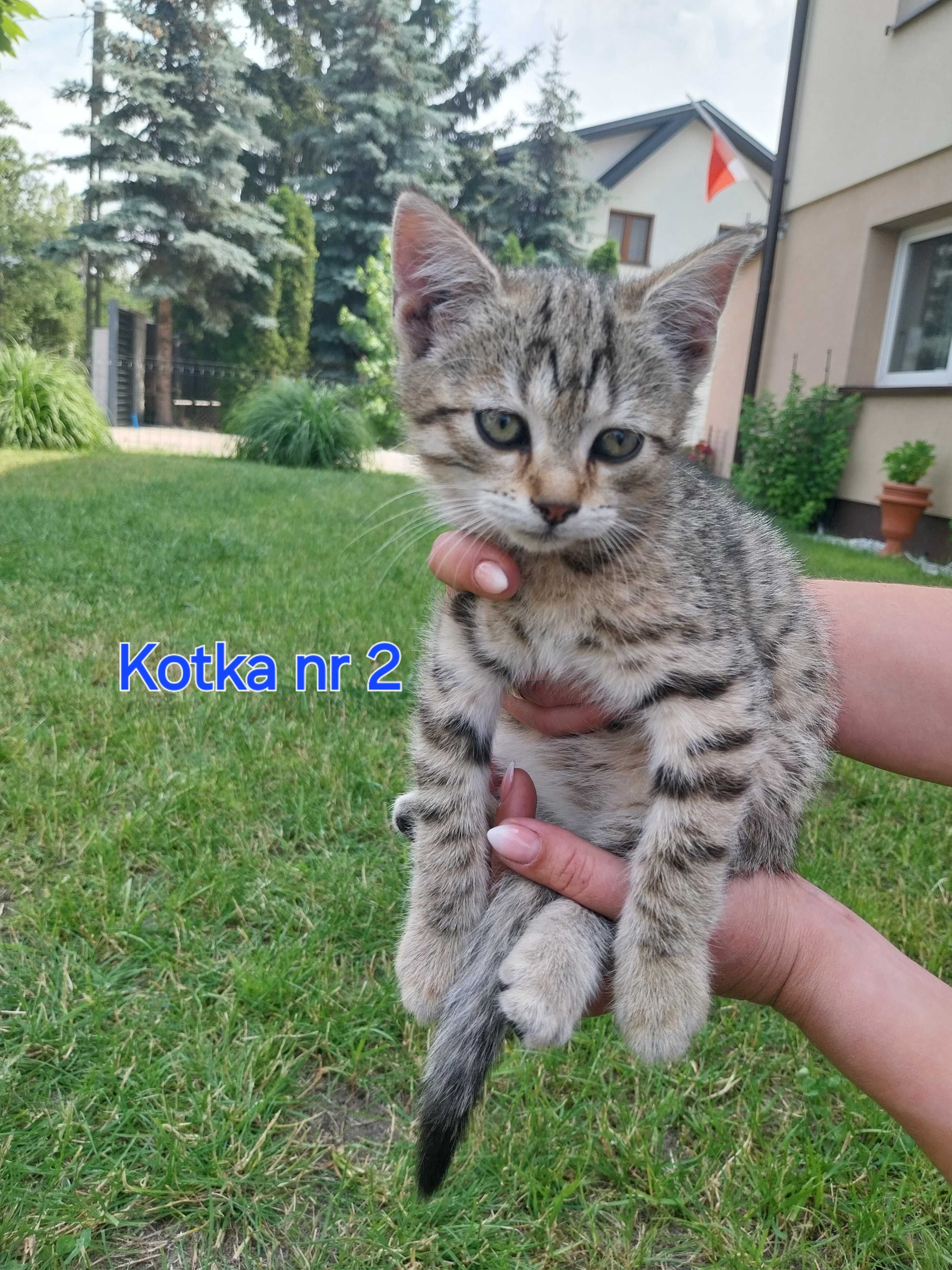 Kot kocieta koty