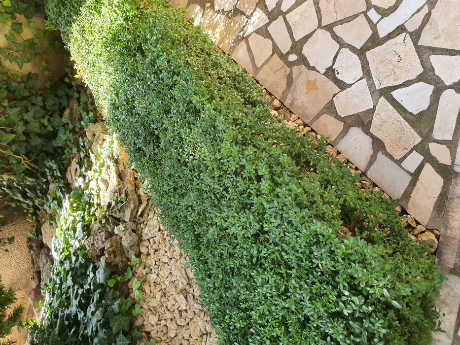 Самшит буксус