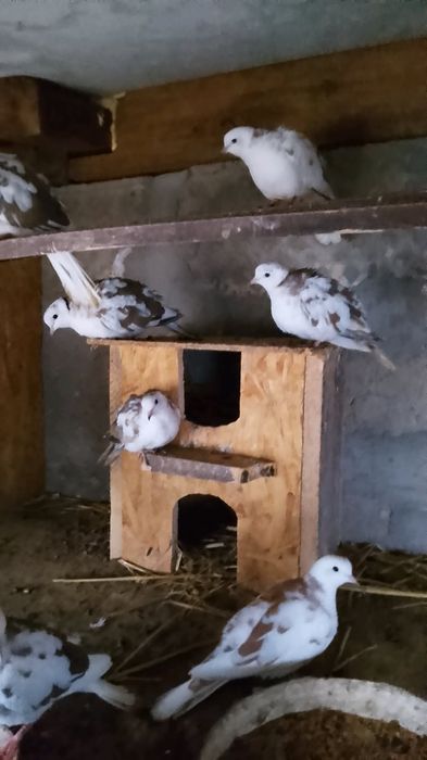 Gołebie oraz cukrówki