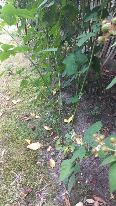 Jeżyna bezkolcowa, duże i słodkie owoce 3 szt.