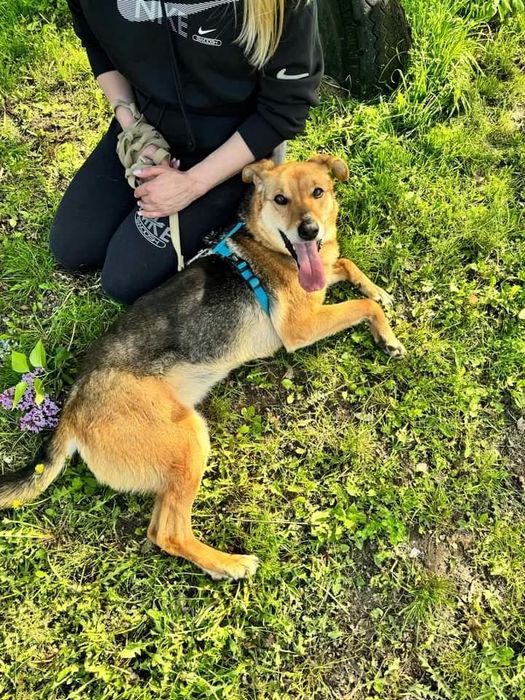 Собачка Дорі терміново потрібен дім