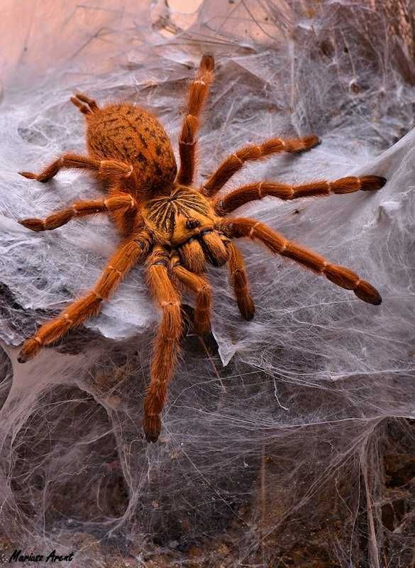 Pterinochilus murinus "USAMBARA"   L5/L6,  Ptasznik Terrarium