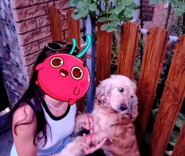 Кокер спаніель вязка