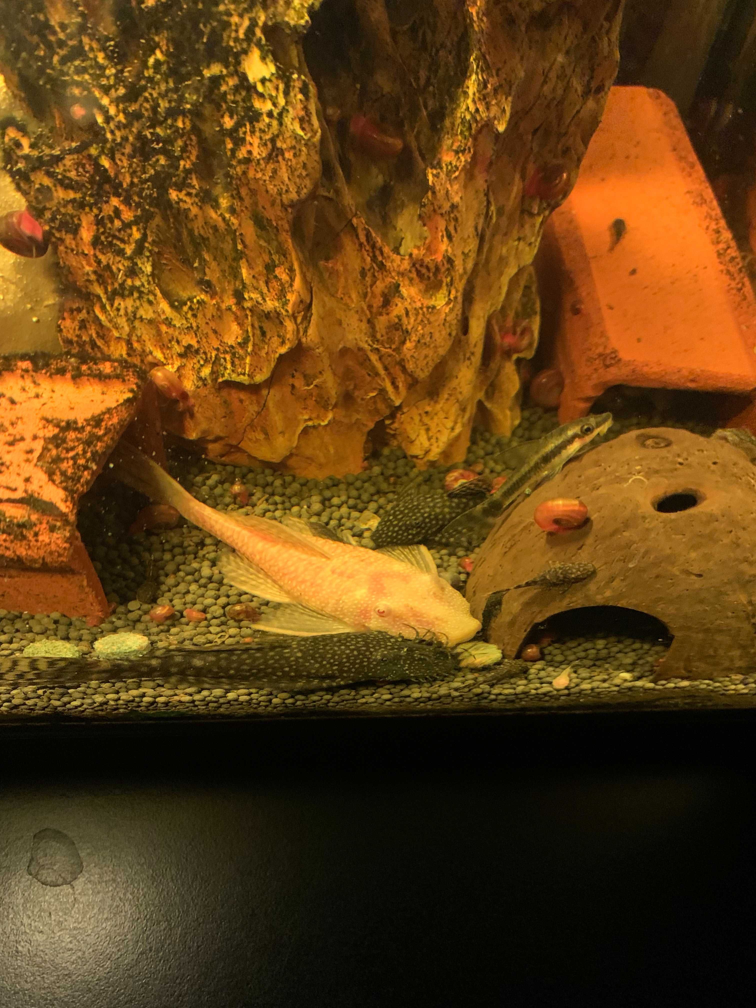 Peixes Ancistrus