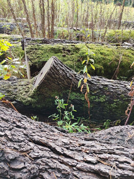 Drewno dąb ścięte, 11 odcinków 2-3m, średnica około 50 cm.