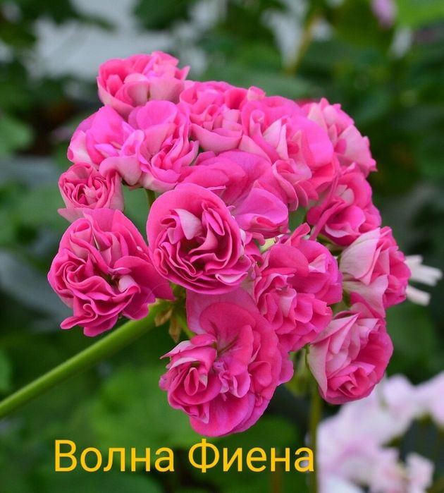 Продаю пеларгонію