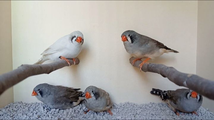 Diamantes Mandarins Exposição