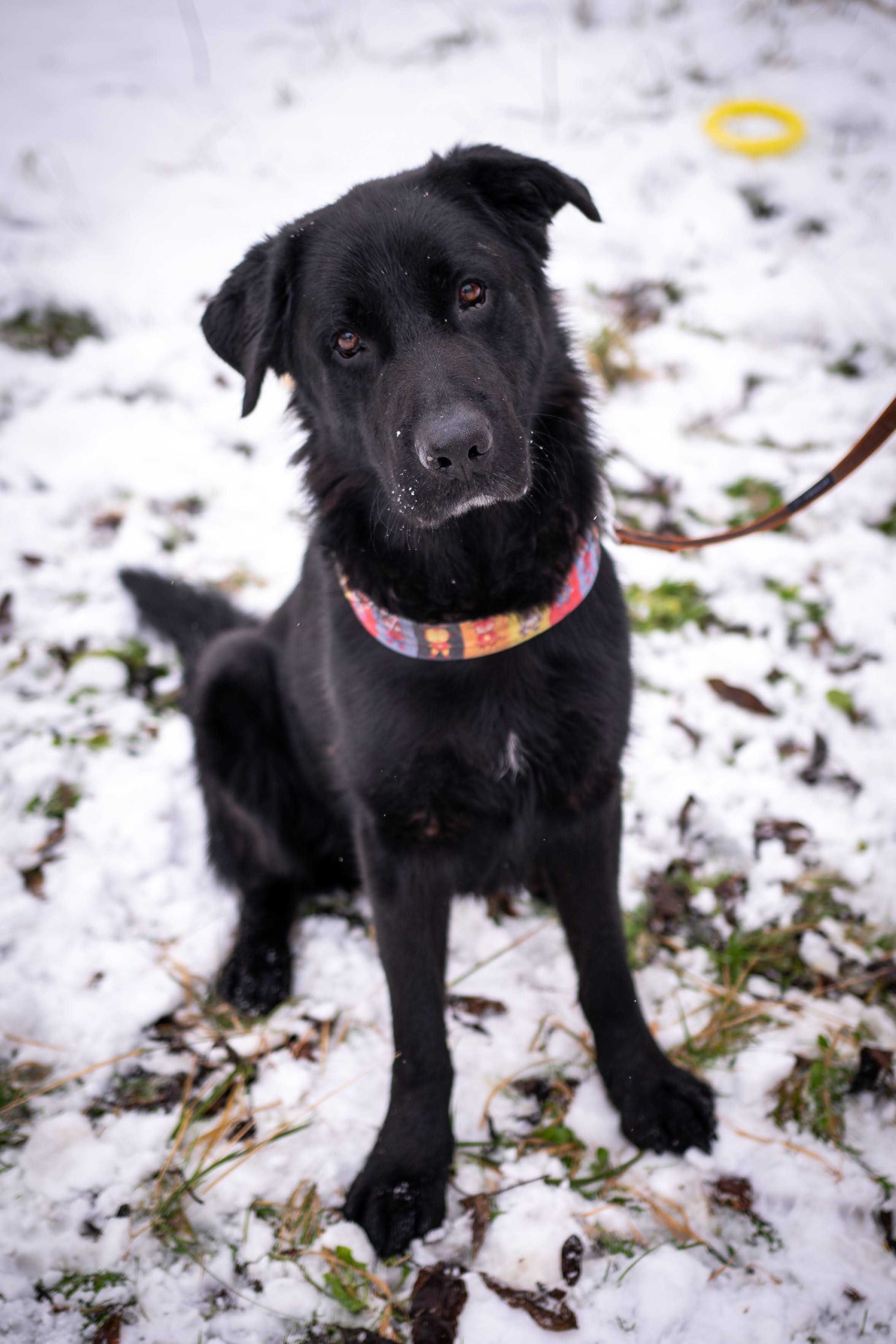 MAX samiec labradora do adopcji