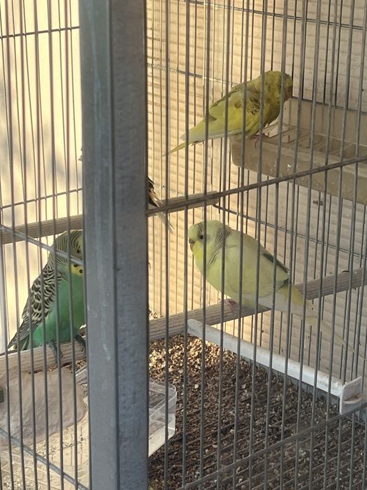 Vende se periquitos