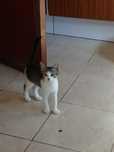 Gatinhos bebés doar