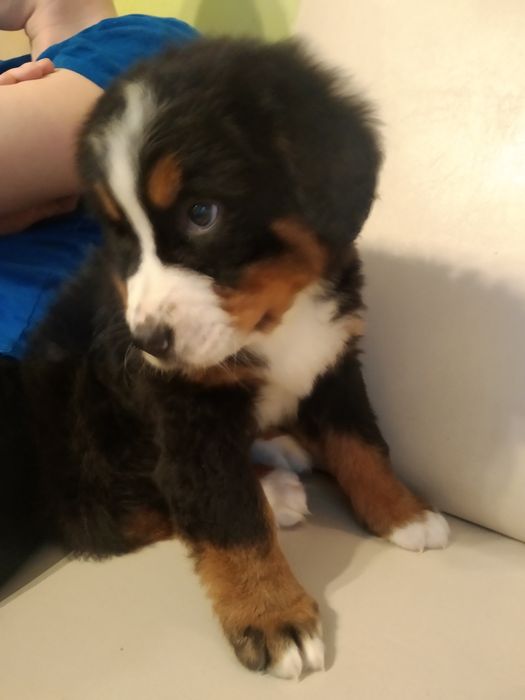 berneński pies pasterski