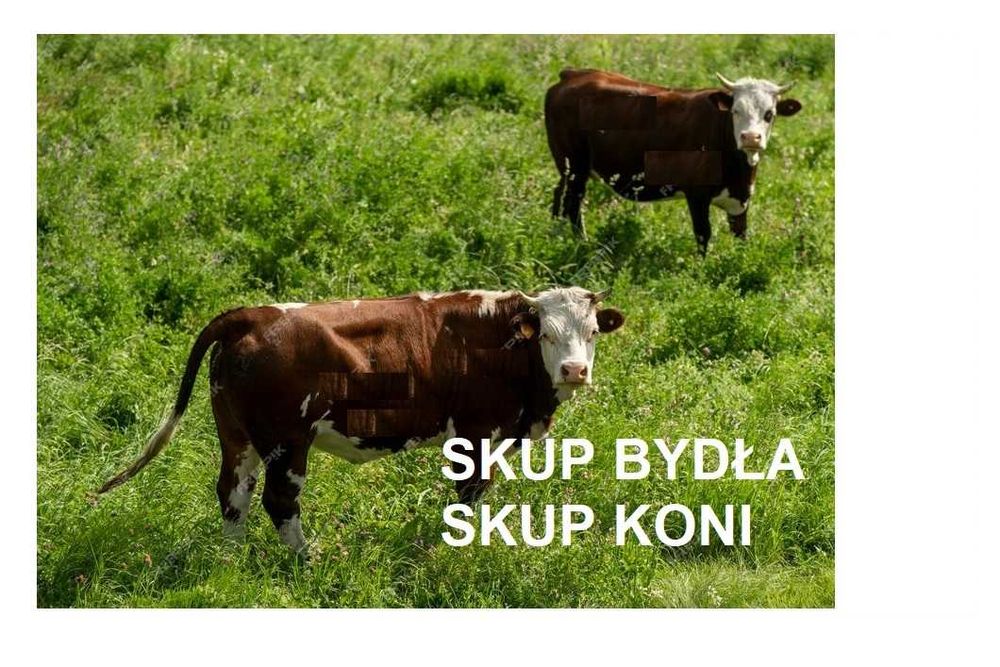 SKUP Bydła Koni Żywca !UBÓJ! Krowy,Krowa,Byk,Byków,Konie,Koń