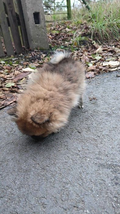 Pomeranian , szpic miniaturowy- śliczny , malutki piesek- filmiki