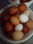 Продам домашние яйца