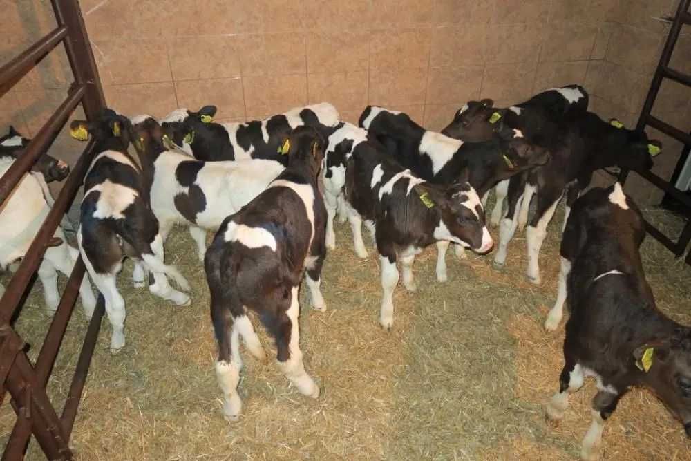 Byczki i jałówki mięsne NCB cielaki cielęta byki sprzedaż cieląt