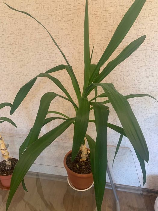 Юка кімнатна, 72 см