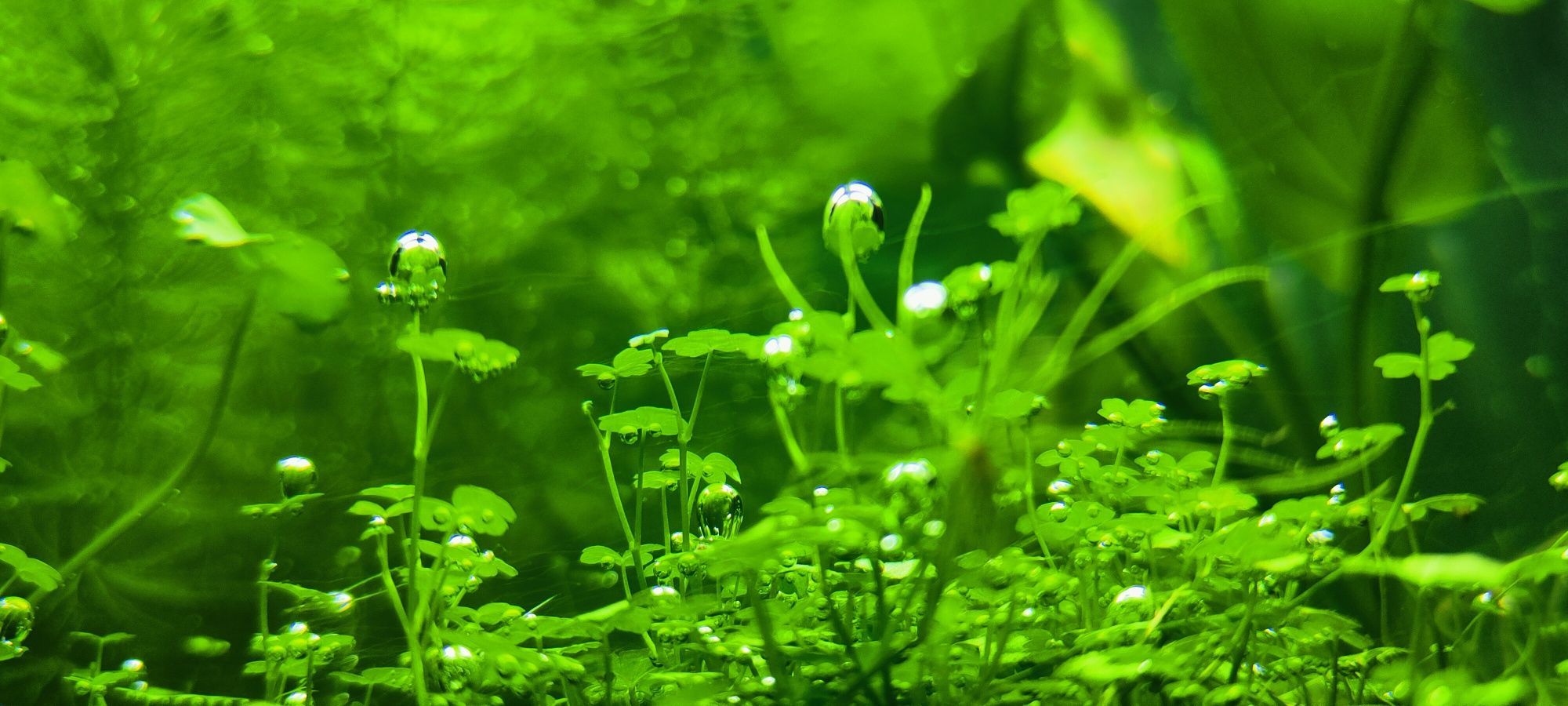 Hydrocotyle sp. japan