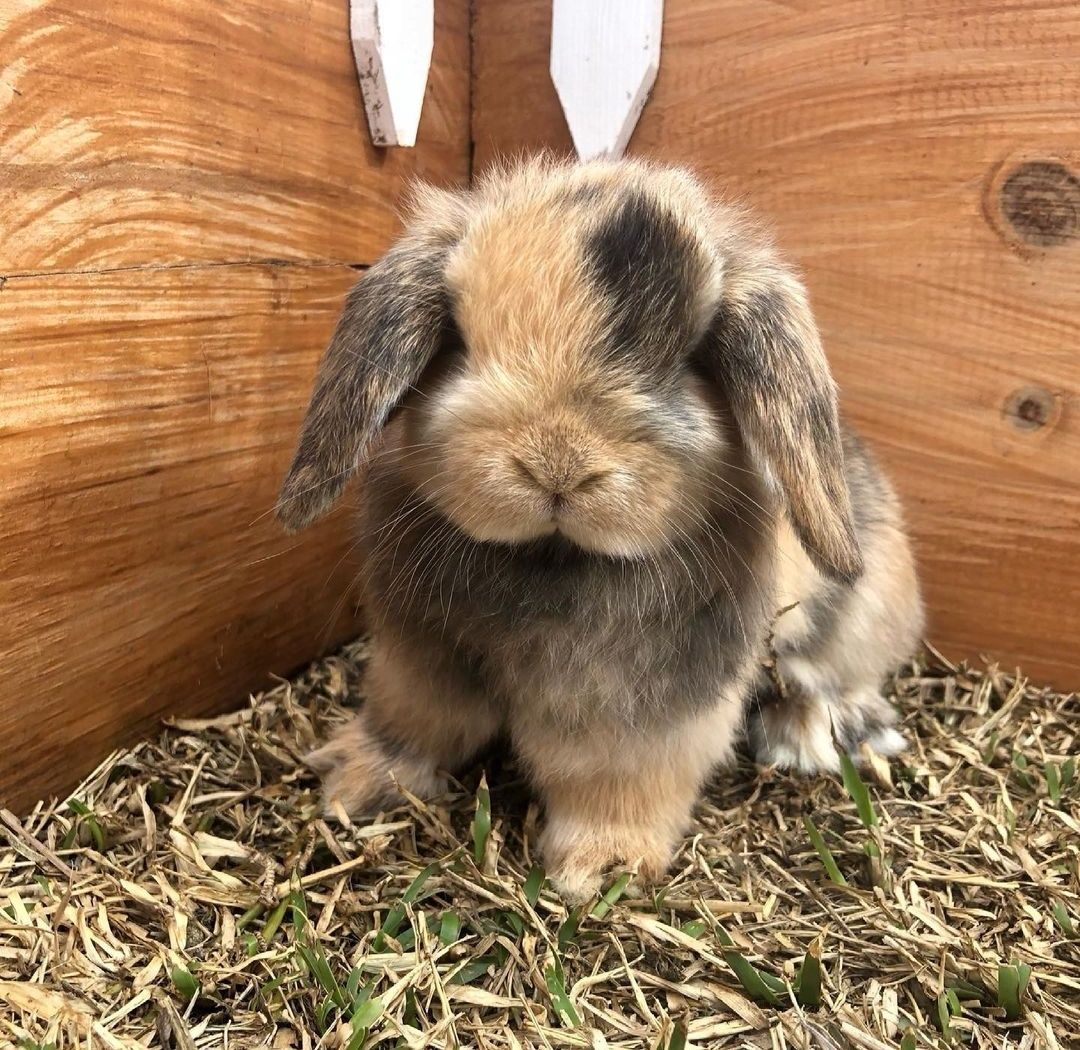 KIT Coelhos anões orelhudos, mini lop adoráveis e super inteligentes