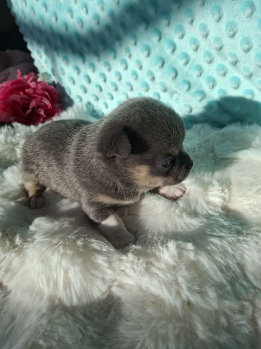 Chihuahua krótkowłosy blue tan Lucek