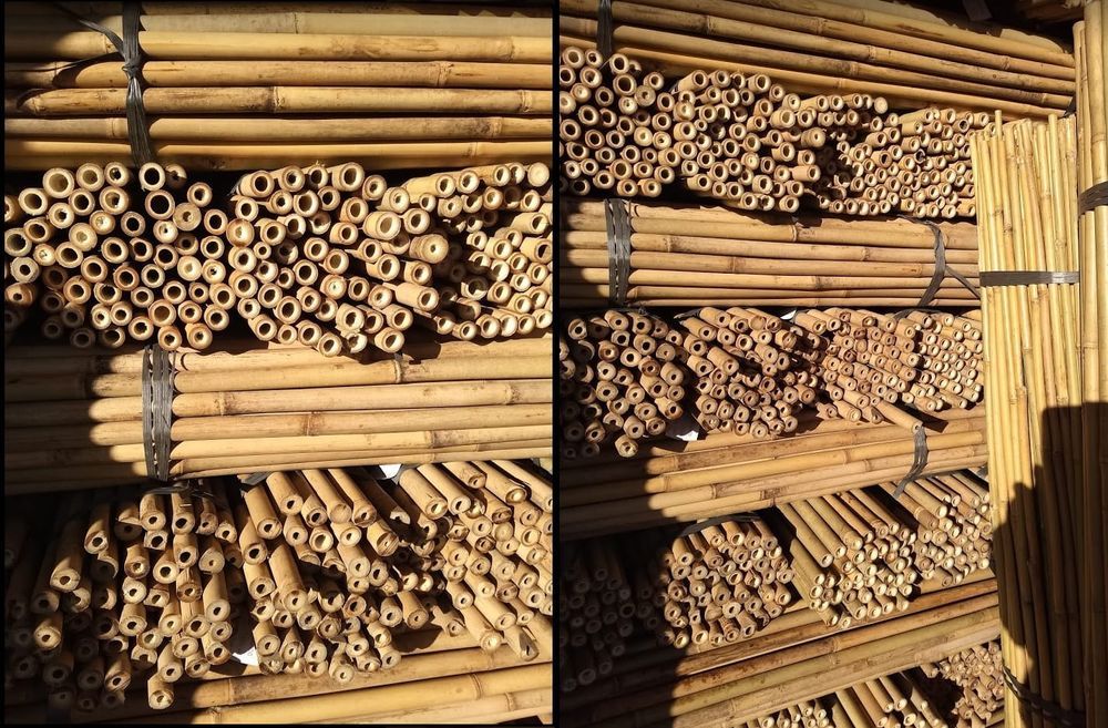 Tyczki Bambusowe 105 Cm 10/12 mm /250 Szt/